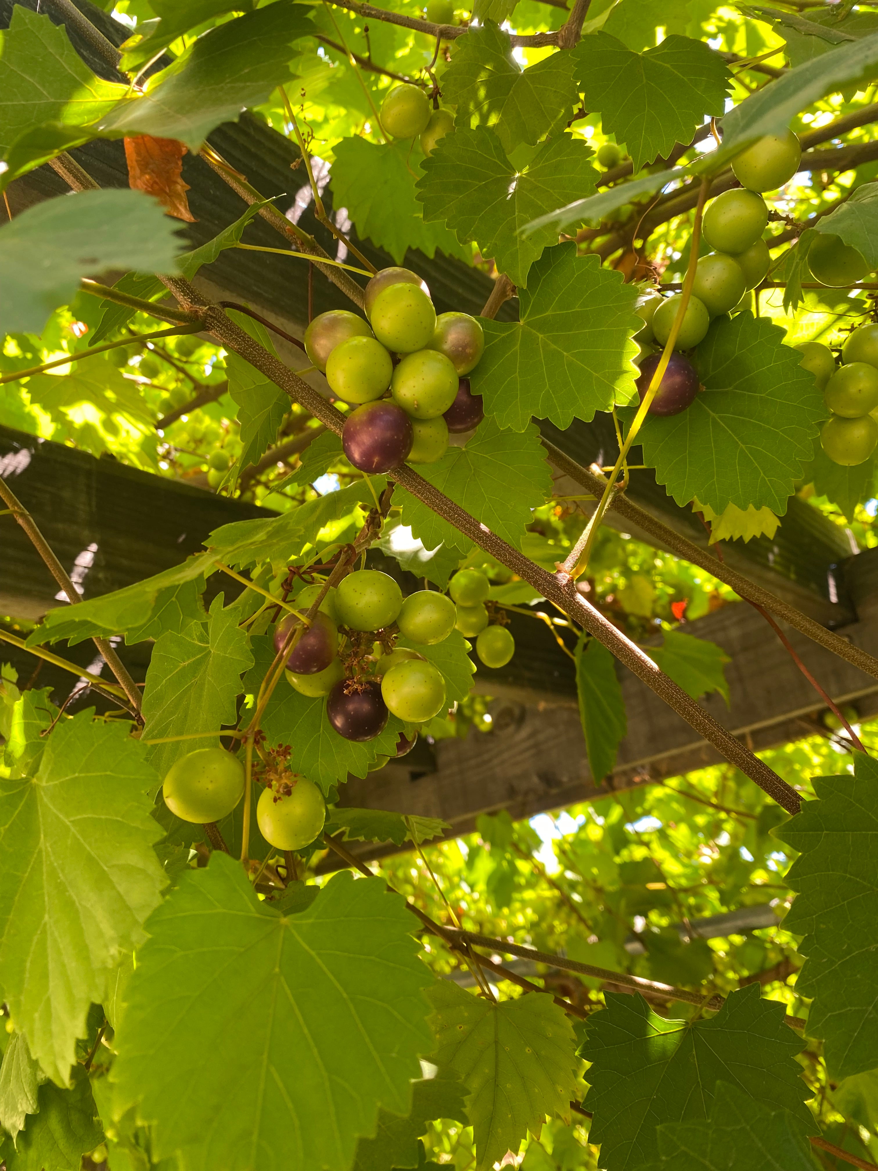 Muscadine Grapes (Pre-Order)